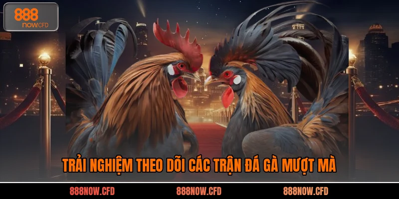 Trải nghiệm theo dõi các trận đá gà mượt mà
